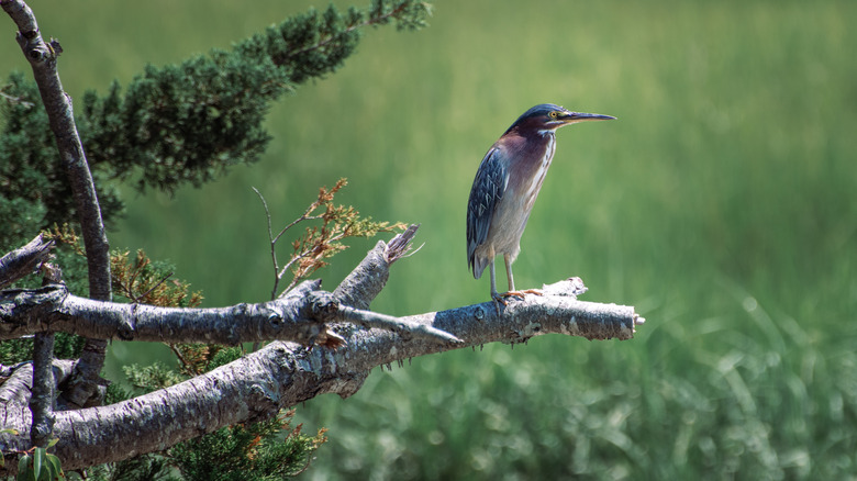 Heron perched on a branch in Burton Island, Delaware