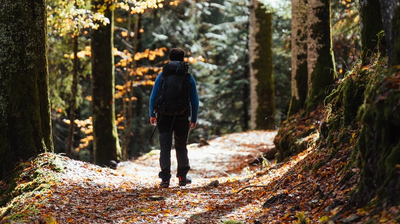 Hiker in Cansiglio Forest