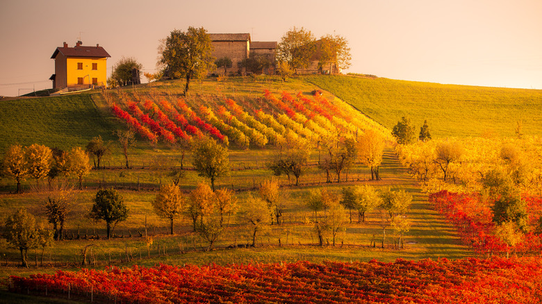 The hills outside Modena