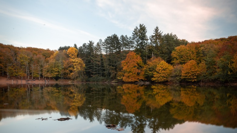 pond in Umbra forest