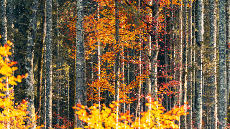 Fall color in Foreste Casentinesi