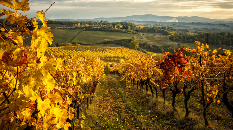 Fall in the Chianti hills