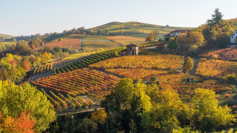 Fall on a vineyard