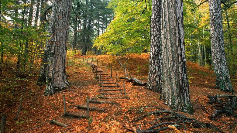 Fall forest glenn in Calabria