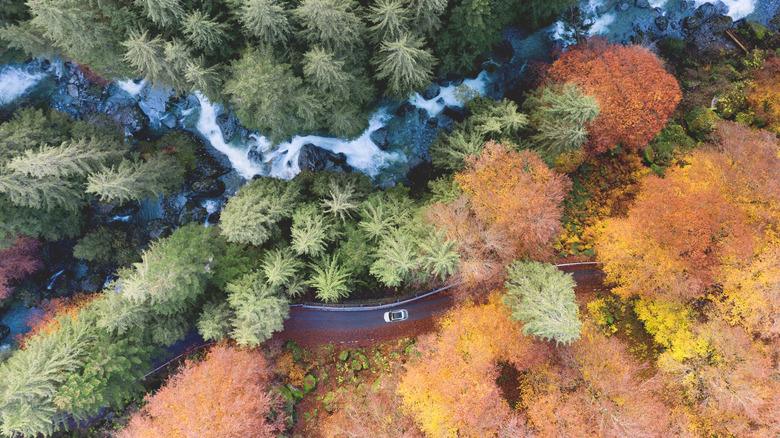 Fall colors in Val Masino