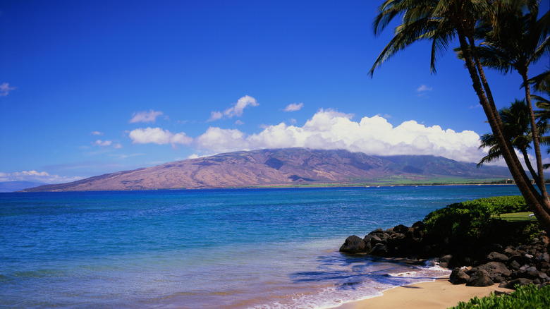 A beach with palm trees in in Maui