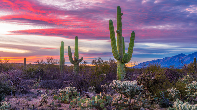 Saguaro cacti in the Sonoran Desert at sunset