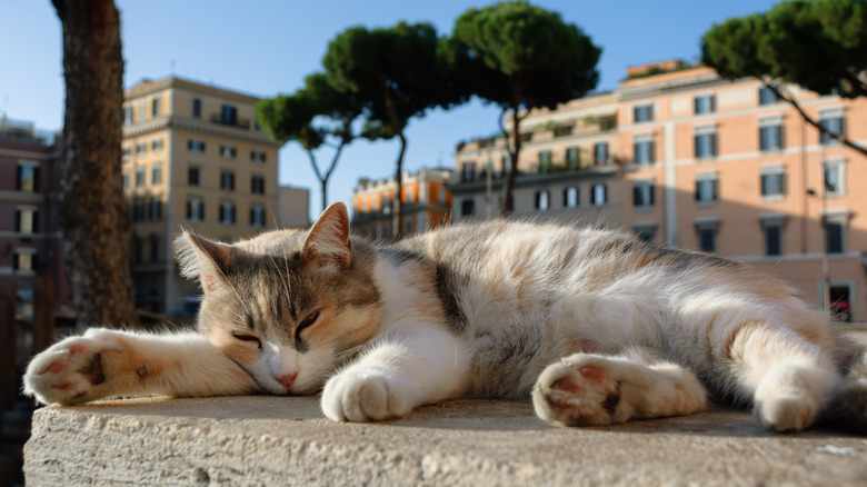 Calico cat at Torre Argentina, Rome