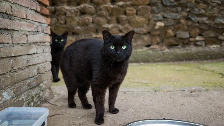 Two black cats, Torre Argentina, Rome