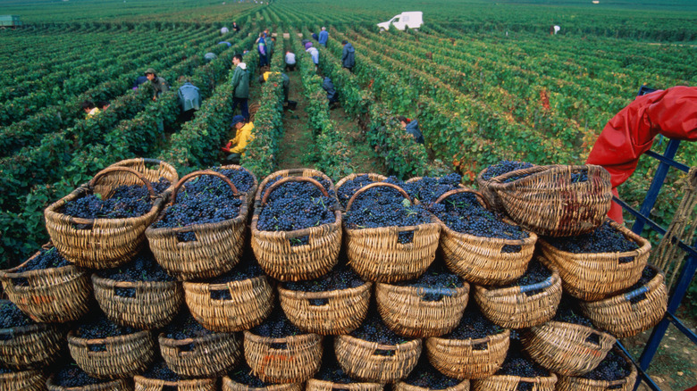 Harvest season in Nuit-Saint-Georges