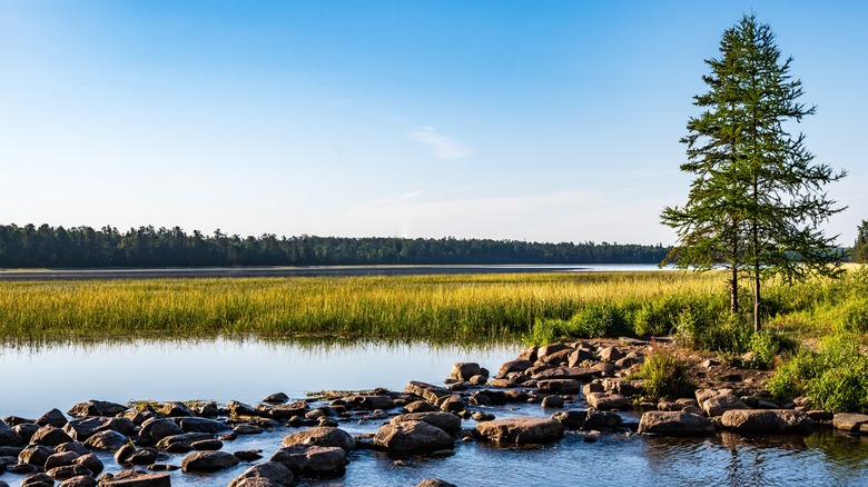 Two trees on the edge of a lake with rocks in the foreground