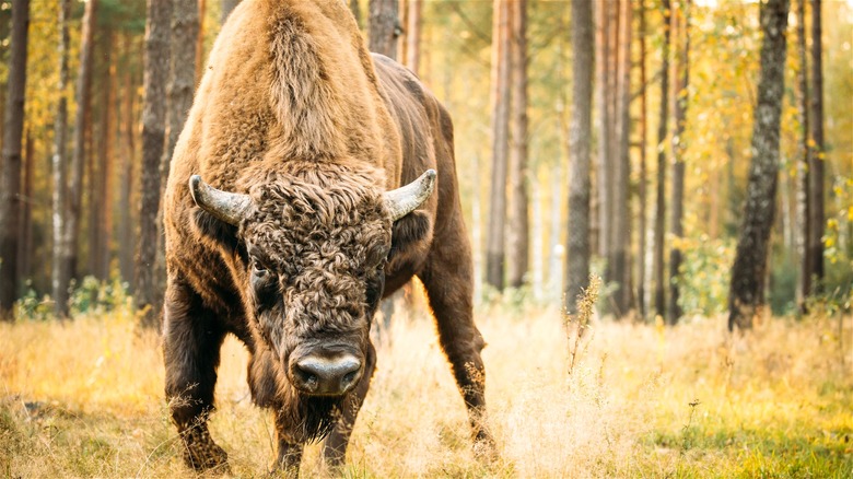 European bison forest