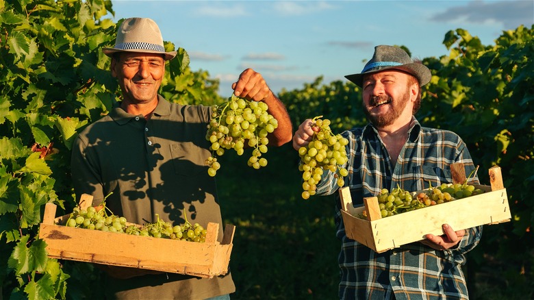 moldova wine men grapes vineyard