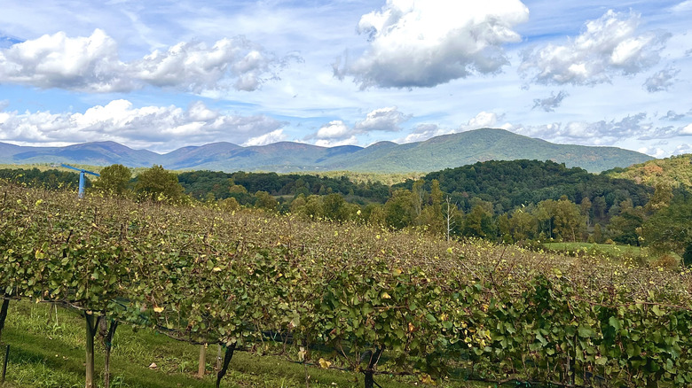 Vineyard in Dahlonega, Georgia