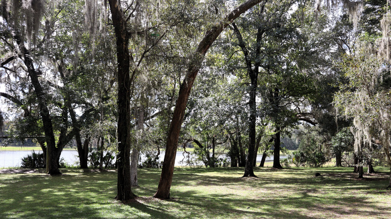 Trees and a lake near Brooksville, Florida