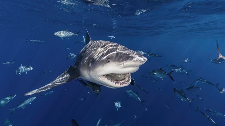 Bull shark Lake Nicaragua