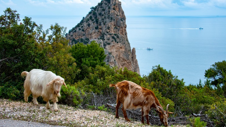 Goats of Sardinia grazing