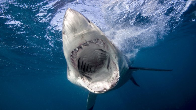 Great white shark with its jaws open