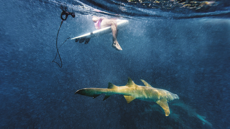 Shark swimming underneath a surfer