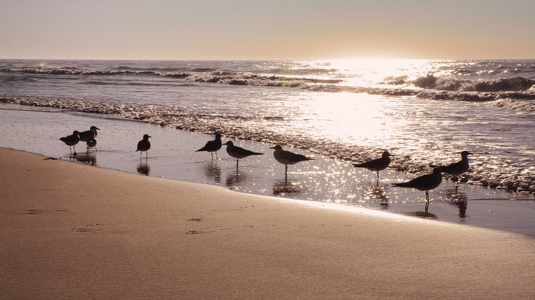 gulls silhouetted florida beach 