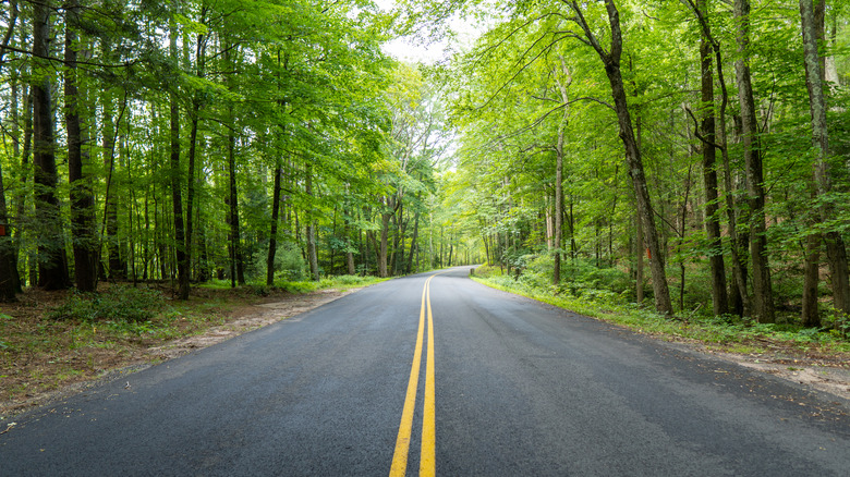 A road in Connecticut through a green forest