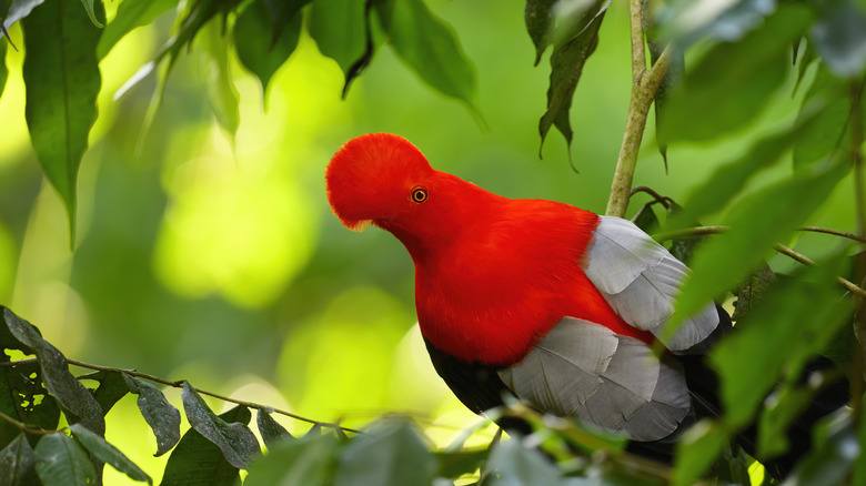 Andean Cock on the Rock