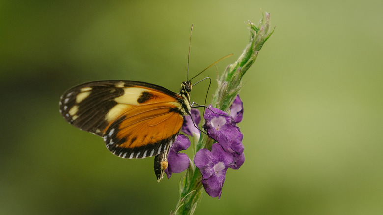 Butterfly and orchid