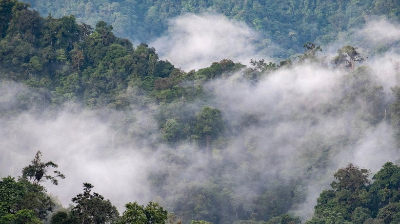 Cloud forest from the lodge