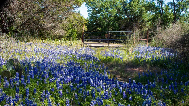 Flowers at Inks Lake State Park