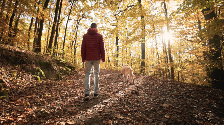 Man walking his dog through the woods on a sunny fall day