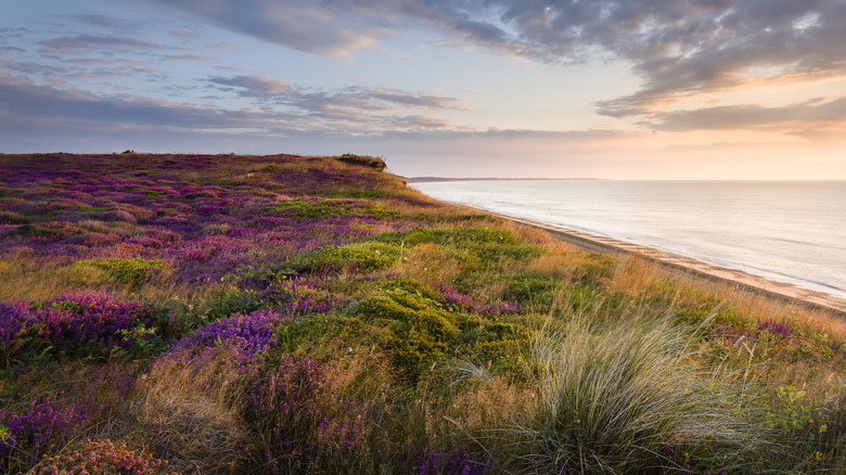 Blooming heather along Dunwich Beach