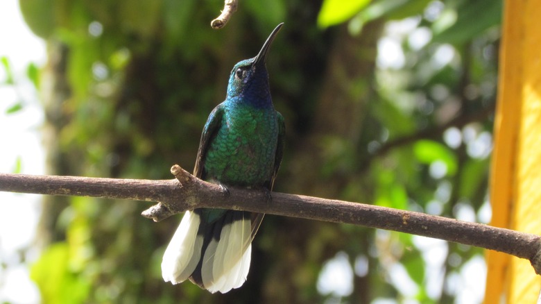 White-tailed sabrewing hummingbird