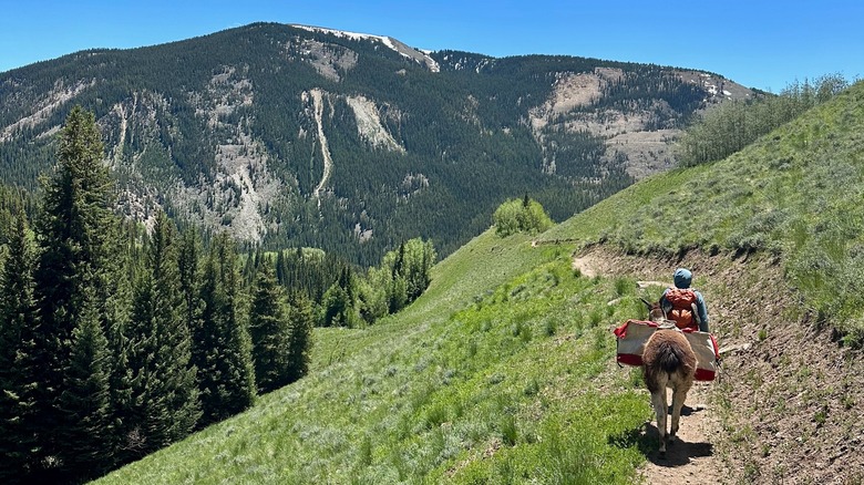 Hiking with llamas at Camp Hale National Monument