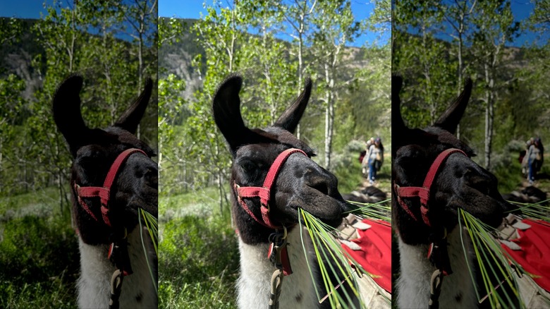 Llama eating grass in front of aspens