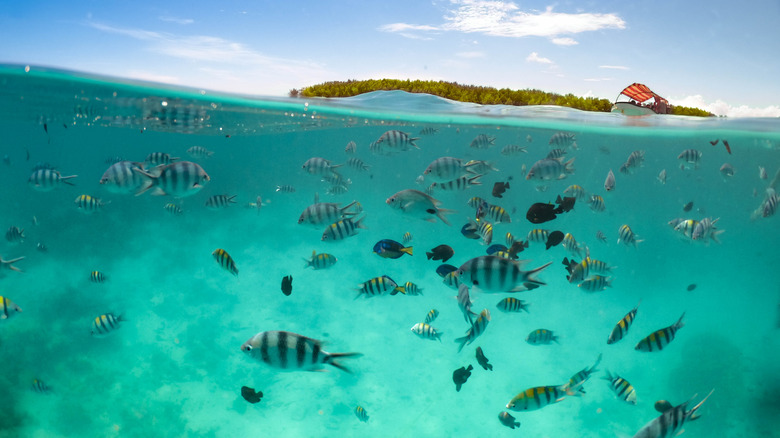 striped fish swimming Mnemba Island