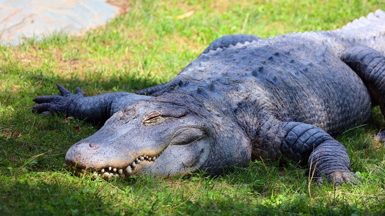 Alligator basking in the sun