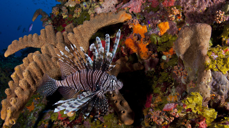 Lionfish against colorful coral