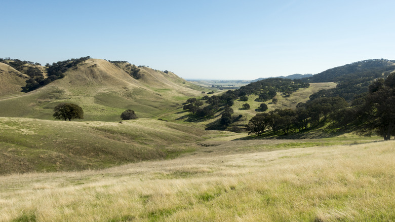 These California hills could be the British countryside