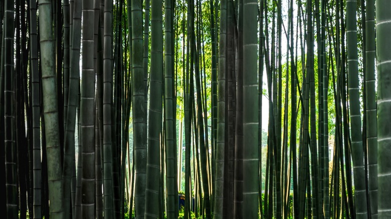 A bamboo-filled forest in Atlanta on a sunny day