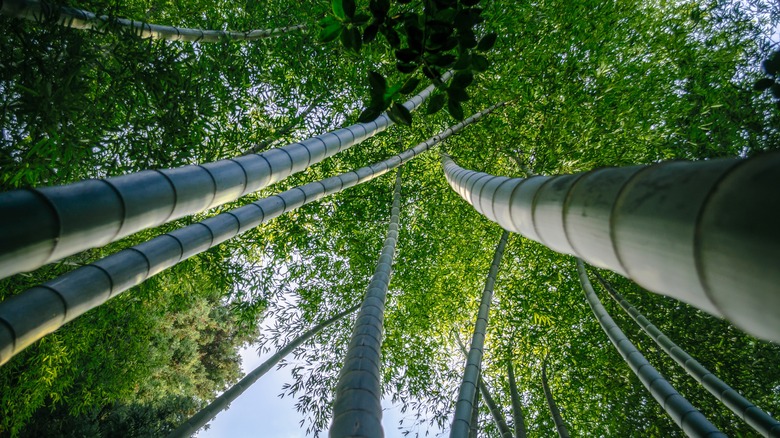 Bamboo stalks reaching into the sky during the day