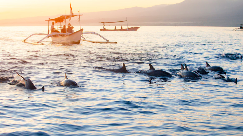 Lovina Beach dolphin watching boats