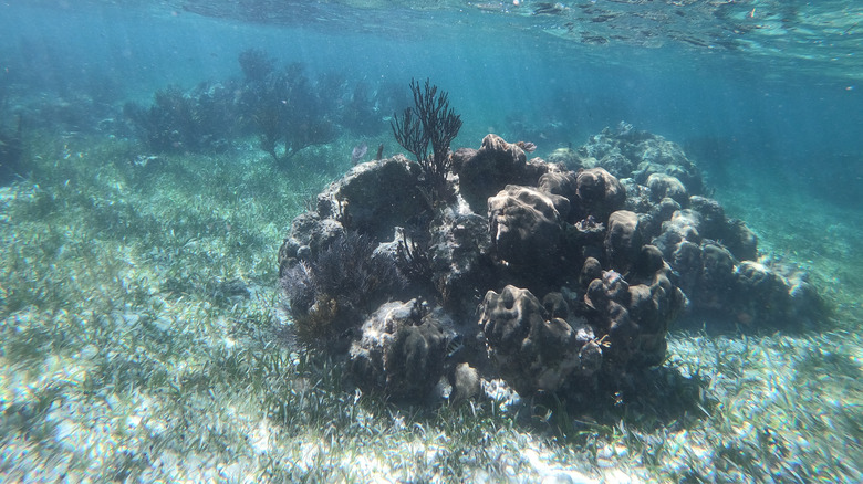 Reef in Puerto Morelos