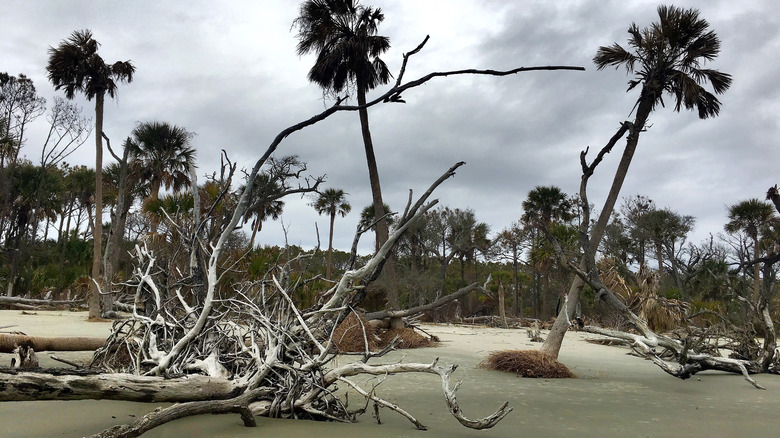 Dead trees on Boneyard Beach