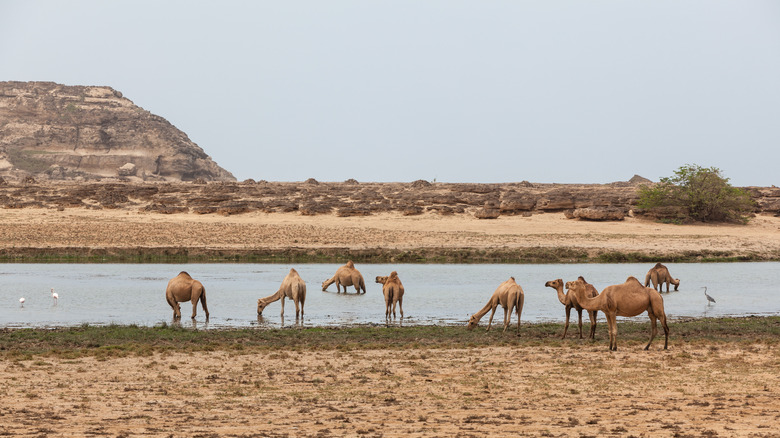 Ruins of Sumhuram Old City with camels