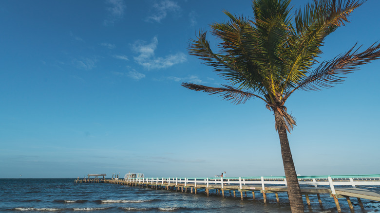 Palm tree next to pier