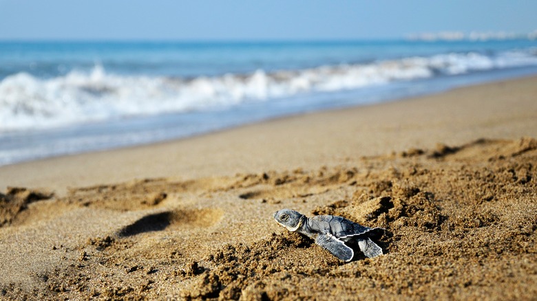 Baby turtle crawling toward the sea