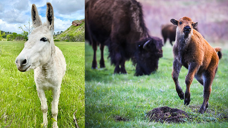 A donkey and buffalo at Custer State Park