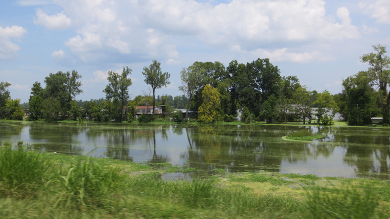 Louisiana Bayou Country, Houma LA