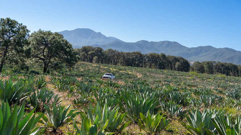 Travelling to El Tuito through fields of agave in the Sierra Madre mountains