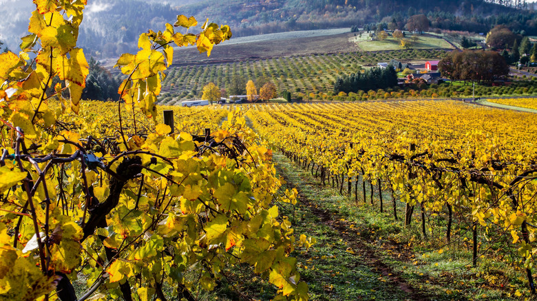 Vineyard vines in autumn